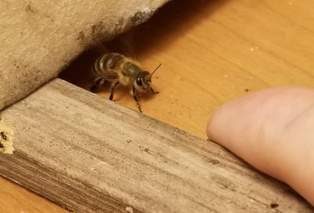 日本蜜蜂(ニホンミツバチ)と西洋蜜蜂（セイヨウミツバチ）の違い