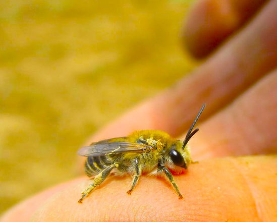 あなたが知らない日本ミツバチのハチミツの特徴